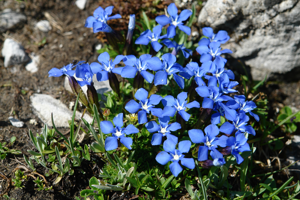 gentiana orbicularis